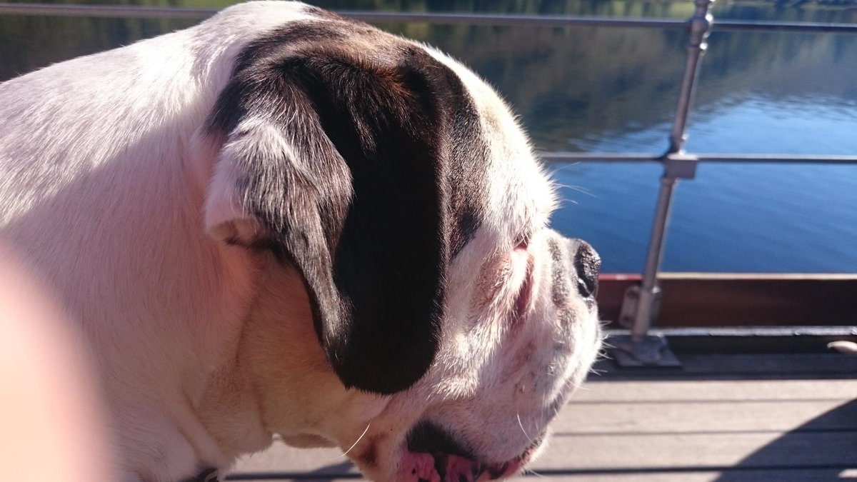 Boo_boxer's tweet photo. First boat ride #ullswater #Cumbria http://t.co/PJI3dCHVr8