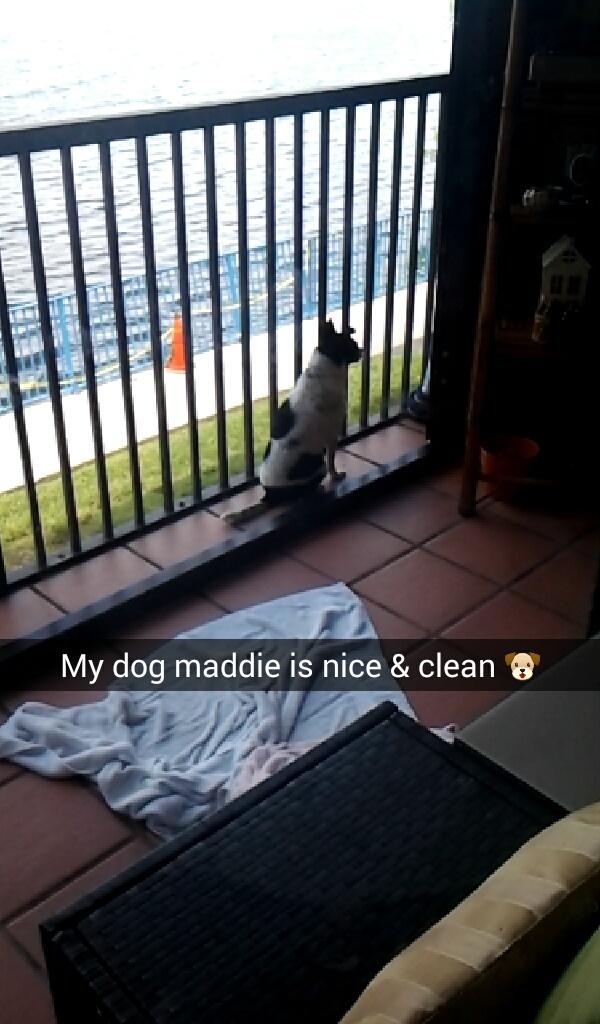 NelsonBarillas's tweet photo. Yay my #Dog 🐶 maddie is nice &amp; clean 😃 http://t.co/hT7A2suGfk