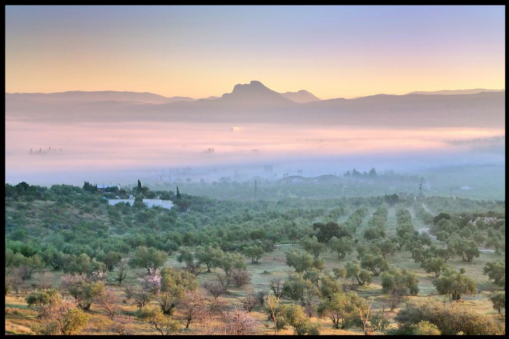 josejavilara's tweet photo. El interior de #Málaga también tiene mar, de olivos con olas de bruma, de islotes de perfil humano que miran al cielo http://t.co/cPUsiE45w7