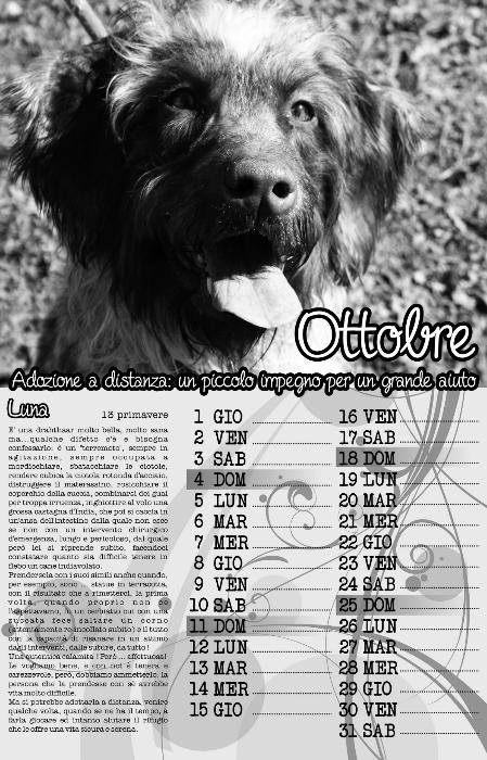 Cani_RifugioRC's tweet photo. Ottobre
#Luna è rimasta qui ma la colpa è sua! Non abbiamo messo nessuno nei guai per via dei #mobili che #rosicchia http://t.co/DQiZ4dMT9j