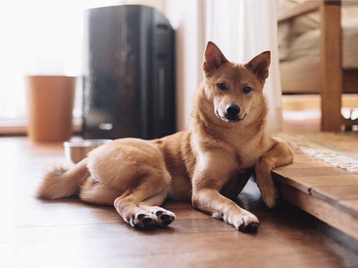 DogpileSearch's tweet photo. #woofwoofWednesday #dogsoftwitter #dogsofinstagram http://t.co/SaXJmwLreu