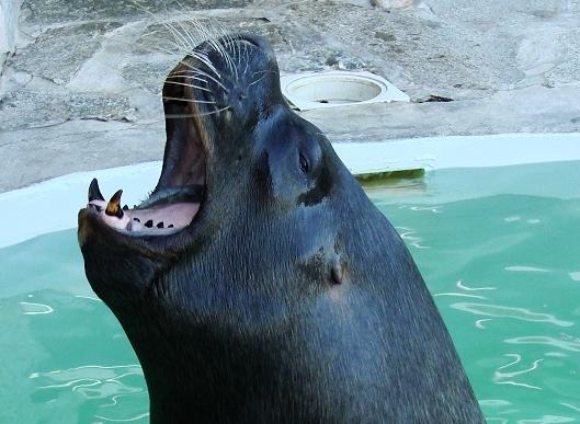 Le <a href="/RocdesHarmonies/">Le Roc des Harmonies</a> en #danger, sauvons-le #patrimoine #solidarité #normandie #tourisme bit.ly/1M2cM5O