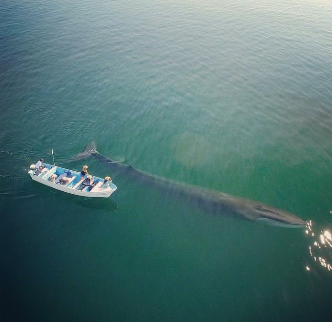 That's me in the boat... friend had a drone. That is a fin whale, the 2nd largest creature on earth :)<a href="/tag/twitch"class="tags"><span>#twitch</span></a>