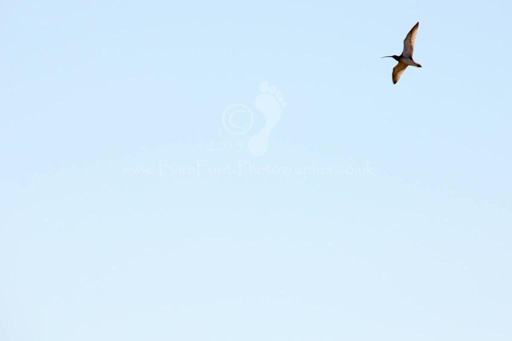 BareFoot_IOS's tweet photo. #curlew #flying over #Periglis, #StAgnes @Natures_Voice @visitIOS @coastmag @stagnesnature http://t.co/dH4Z8B3IxE
