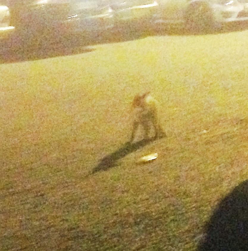 kathrynjohnston's tweet photo. So pleased to be back home, although #labconf15 amazing. Look who was in the car park to meet me? http://t.co/WPCPJ96TGT