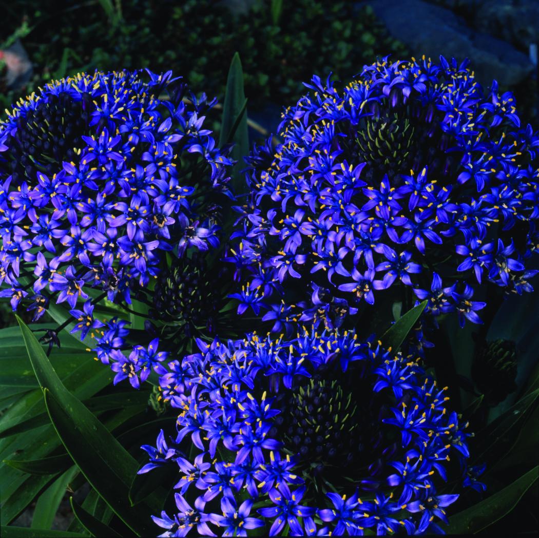 CalBulbs tweet picture