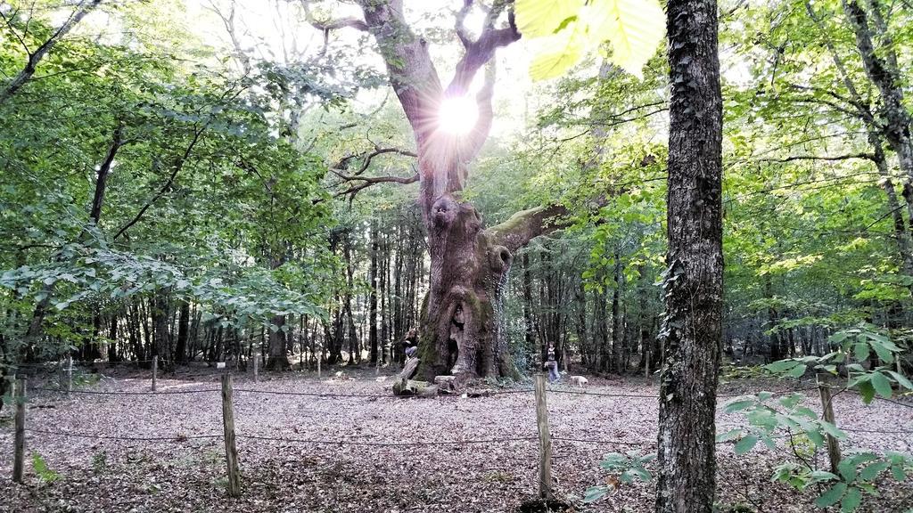 remirem2's tweet photo. Le gardien de la forêt #verneuilsurigneraie #berryprovince #indre #regioncentre #photooftheday #photography #tree http://t.co/Fos3R7eZA5