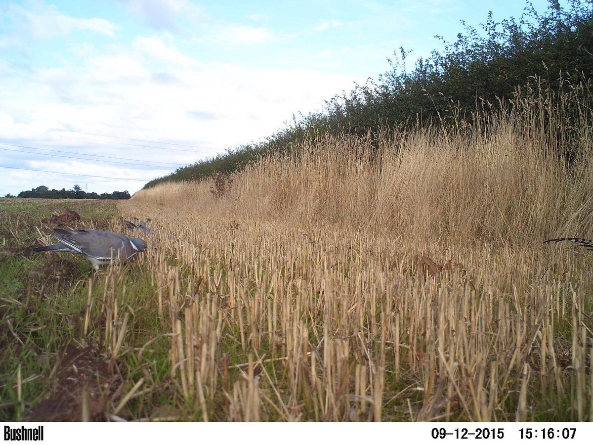 handles4forks's tweet photo. One of the last pics I recovered before my camera trap went missing from along this hedgerow. Gutted. #partridgecam http://t.co/lABpea8w98