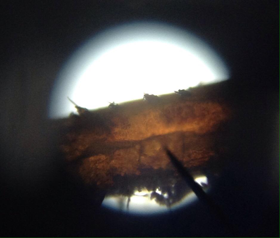 CoolCallum2's tweet photo. Dissected the daddy long leg aka arachnida opiloines. Looked at the leg, arm and face through a microscope #AlliSci9 http://t.co/klUUEdEW5y