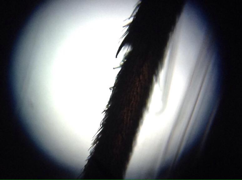 CoolCallum2's tweet photo. Dissected the daddy long leg aka arachnida opiloines. Looked at the leg, arm and face through a microscope #AlliSci9 http://t.co/klUUEdEW5y