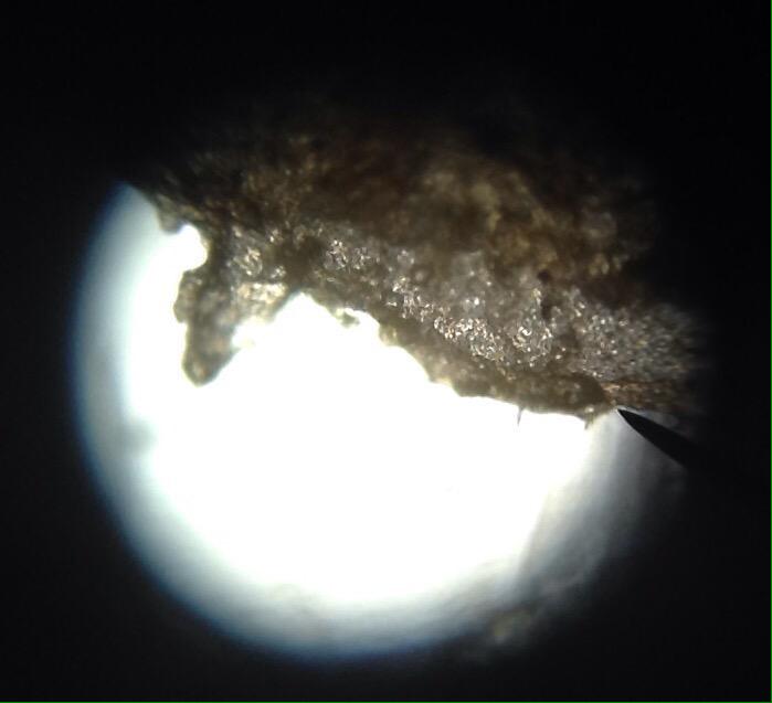 CoolCallum2's tweet photo. Dissected the daddy long leg aka arachnida opiloines. Looked at the leg, arm and face through a microscope #AlliSci9 http://t.co/klUUEdEW5y