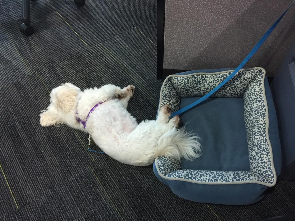 mochanchann's tweet photo. Went for a walk... Close enough... Too tired to care... #closeenough #ilovecarpet #shhhhnapping http://t.co/l9KcjnzpWU