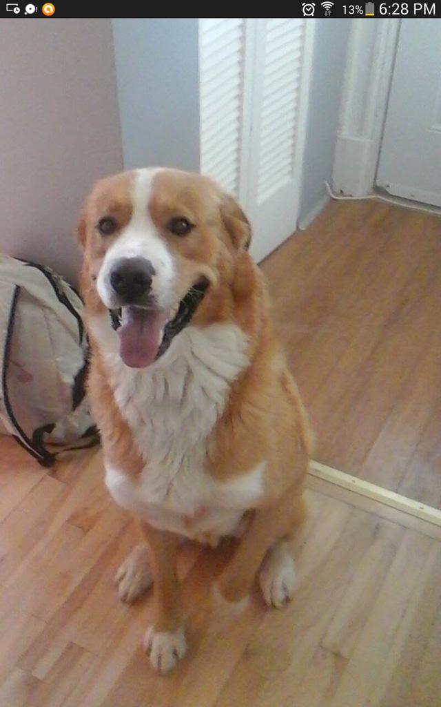 BgGabrielle's tweet photo. Mon chien que j'aime http://t.co/Vwr6sqQanK