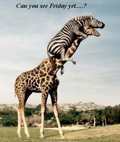 MiguelToril's tweet photo. We're almost there...
Ya casi estamos...
#LookingForFriday http://t.co/L6HKnPAxvR