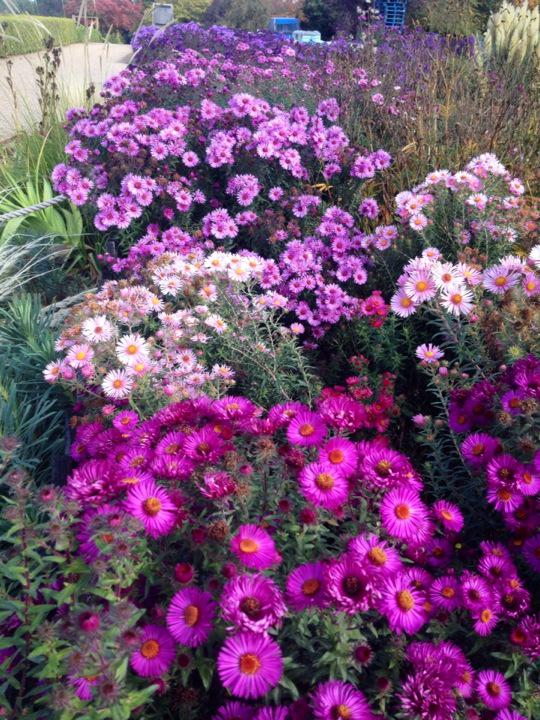 Avondale_Brian's tweet photo. At last! We have a hedge of Asters, looking great now we're about to close for winter. Sigh.  @Plantheritage #NatColl http://t.co/sEZm9XqxIn
