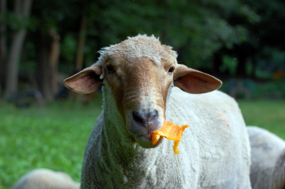 TEDxManhattan tweet media