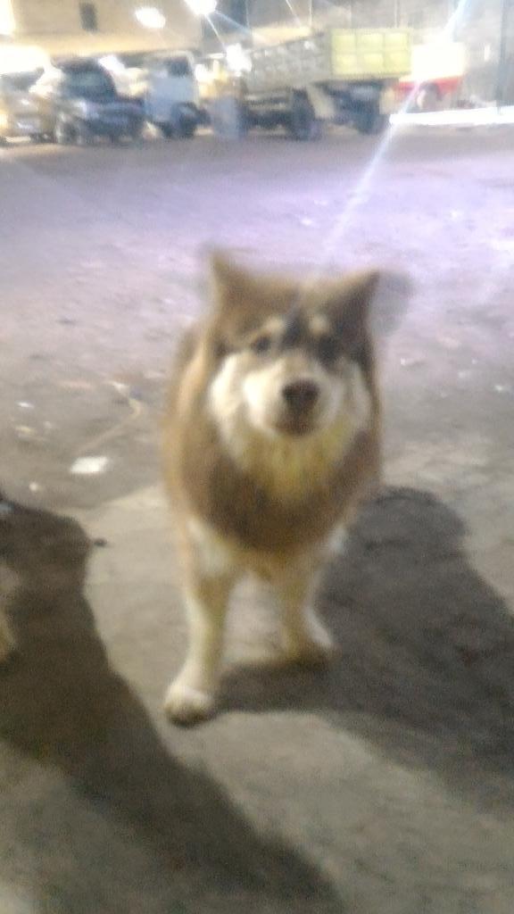 oDeys's tweet photo. Larinya memang kencang namun bukan berarti tak dapat di kejar... http://t.co/K0f0Goofs7