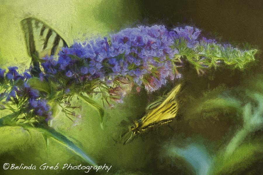 BelindaGreb's tweet photo. Butterflies are self propelled flowers.  ~R.H. Heinlein http://t.co/e1UBqihtEB #butterfly #naturephotography http://t.co/zAZnB38ktk