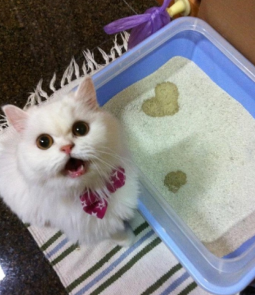 redstarcoupons's tweet image. RT SmartSourceCA Save $2 on selected sizes of Cat #Love and Catit #cat #litters - select formats.  #coupon …