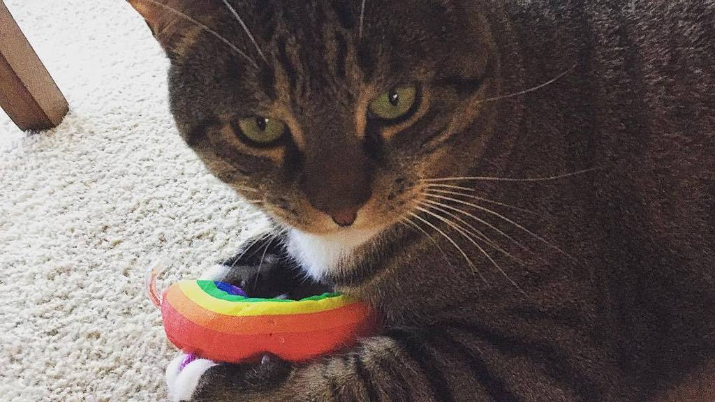 jajaamanda's tweet image. Arthas the #tabbycat loves his #catniprainbow ift.tt/1VrrLLS