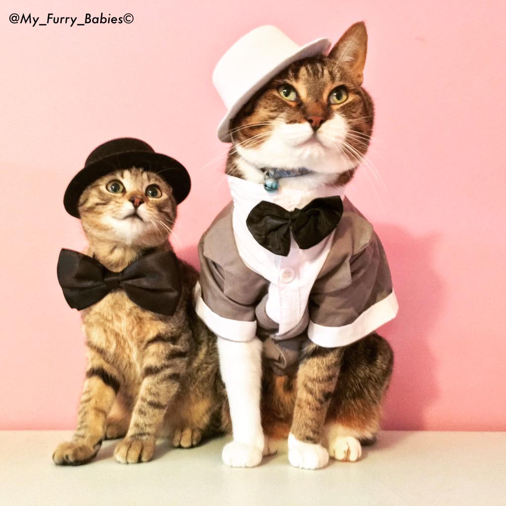 My_furry_babies's tweet photo. My handsome little boys ๐บ๐๐ @Fuzmo #fuzmo #CatsOfTwitter http://t.co/lhzioWjEpc