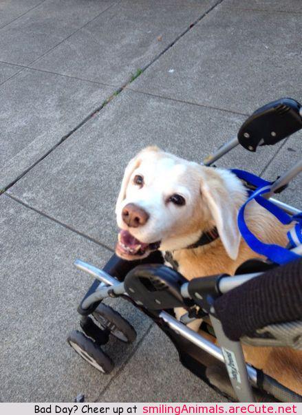 NaNanidemo's tweet photo. #cute #aww #adorable #smile #animals - http://t.co/Jn2KvG2V8N http://t.co/mjT5wmRM4s