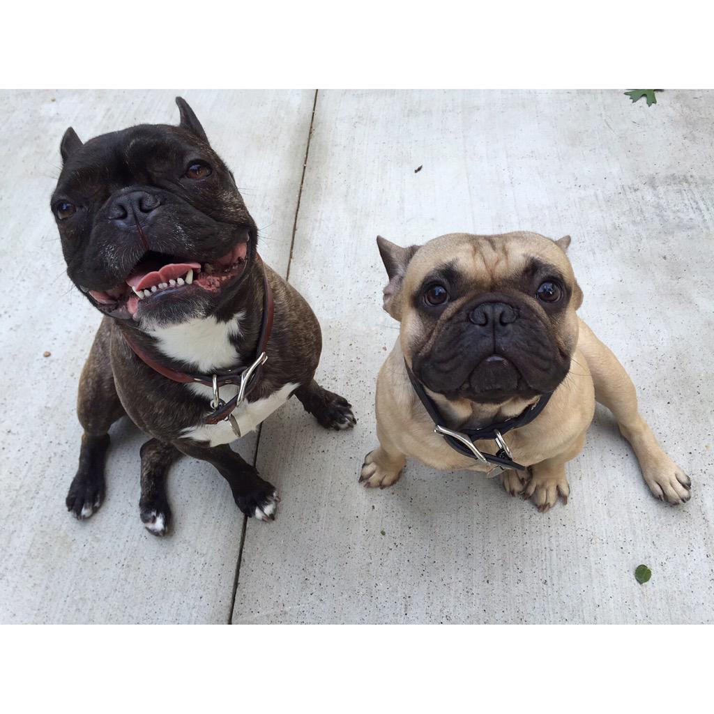 littlebabylinda's tweet photo. Maggie & Ralph #batpigs http://t.co/AckdiZKsqe