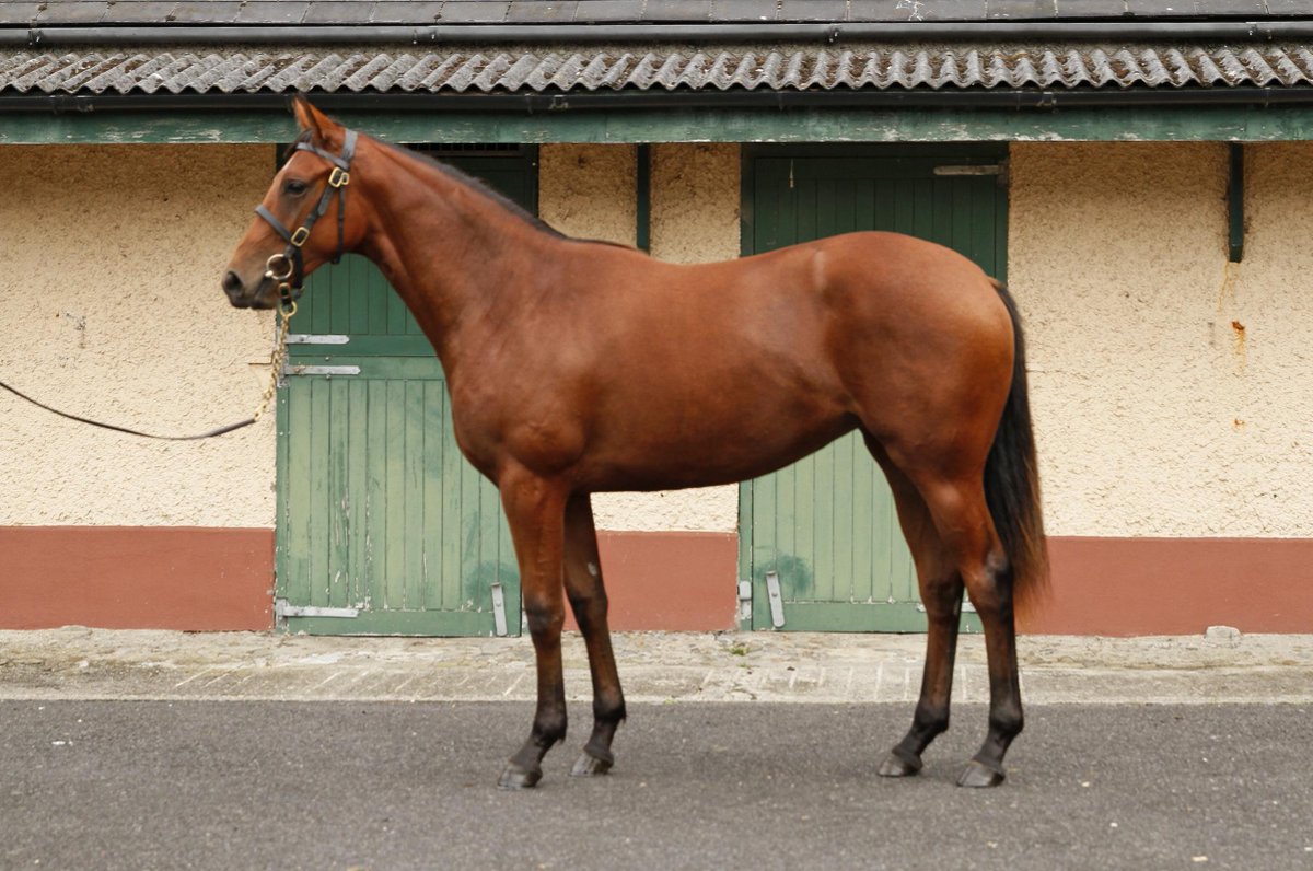 Goffs Orby Sale 2015 üzerine