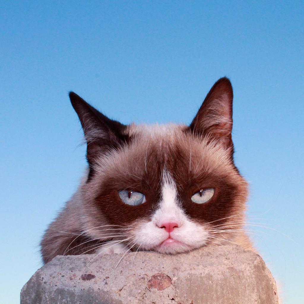 RealGrumpyCat's tweet photo. http://t.co/wQzjyv8zYO