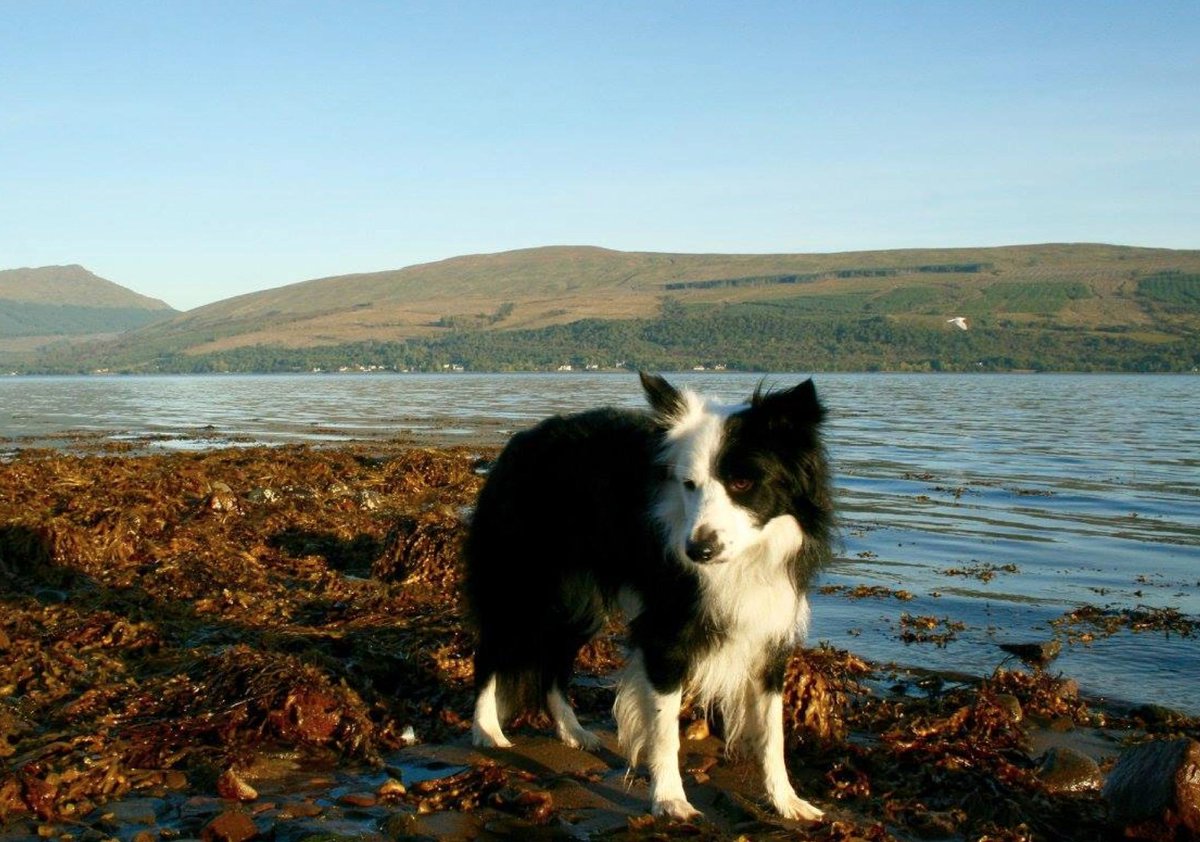 brodiethedog's tweet image. Last few #brodiesholiday #lochgoil