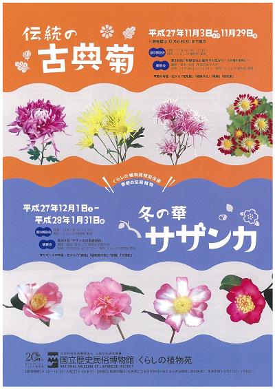 国立歴史民俗博物館 歴博 くらしの植物苑特別企画 伝統の古典菊 冬の華 サザンカ のチラシが出来上がりました 伝統の古典菊は11月3日 火祝 から 冬の華 サザンカは12月1日 火 からスタートします ご期待ください Http T Co Kgxvkkzxig
