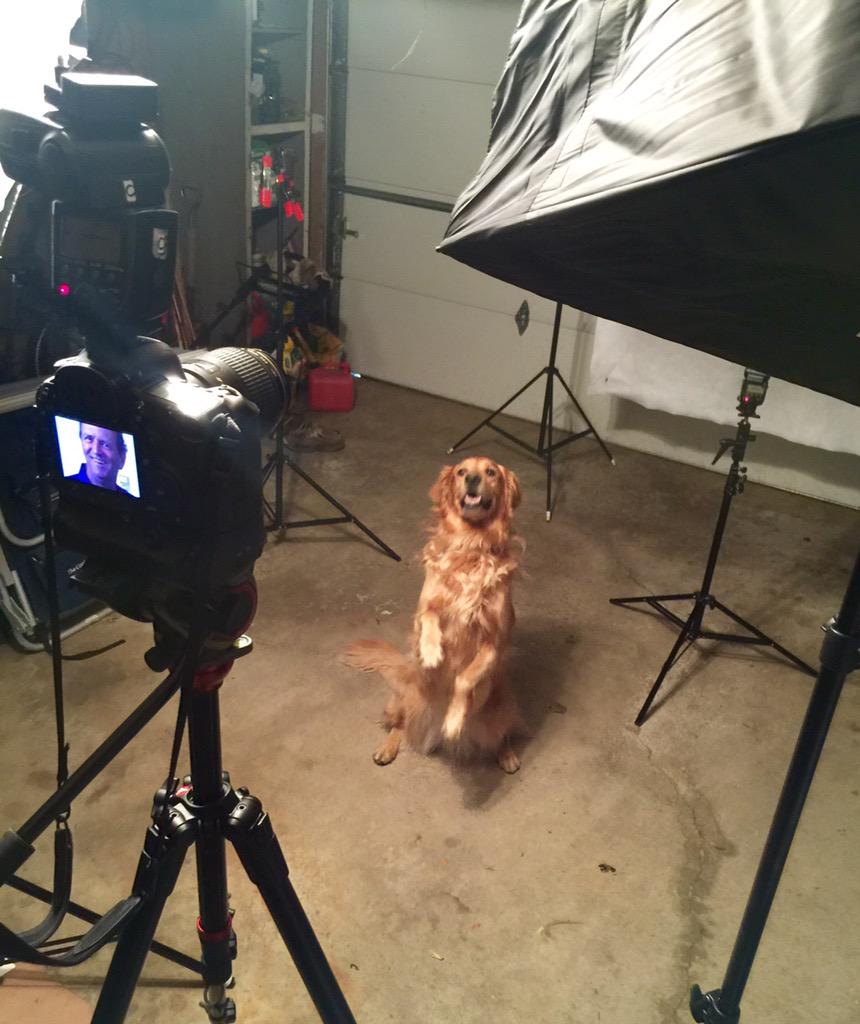 RichChapman's tweet photo. Begging to help with a photo shoot today. #ilovegoldens #goldenoftheday #photostudio #westcottlighting  #radiopopper http://t.co/nC8ILaLfWs
