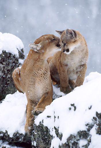 TopAmazingWorld's tweet photo. Cougar Adult Grooming Young On Snow-Covered Rocks #beautifulpics #amazingpics http://t.co/q28kybo0NE