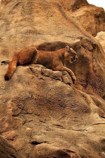 TopAmazingWorld's tweet photo. Tawny Cougar Resting on the Side of a Mountain. #beautifulpics #amazingpics http://t.co/dBIKkkfHMV