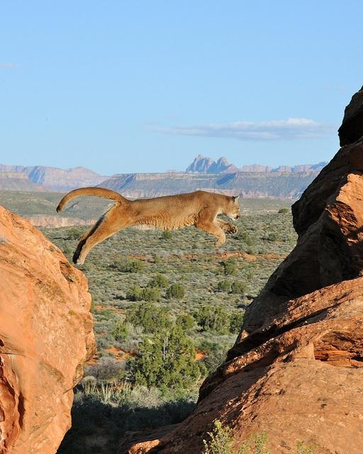 TopAmazingWorld's tweet photo. Desert Cougar...what a marvelous confluence to get this shot. One in a million. #beautifulpics #amazingpics http://t.co/6efb8mXqg2