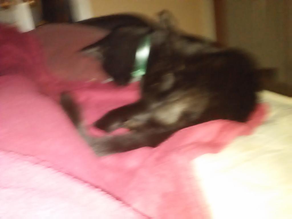 Tyison01's tweet photo. My cat http://t.co/9jWXgvZYC1
