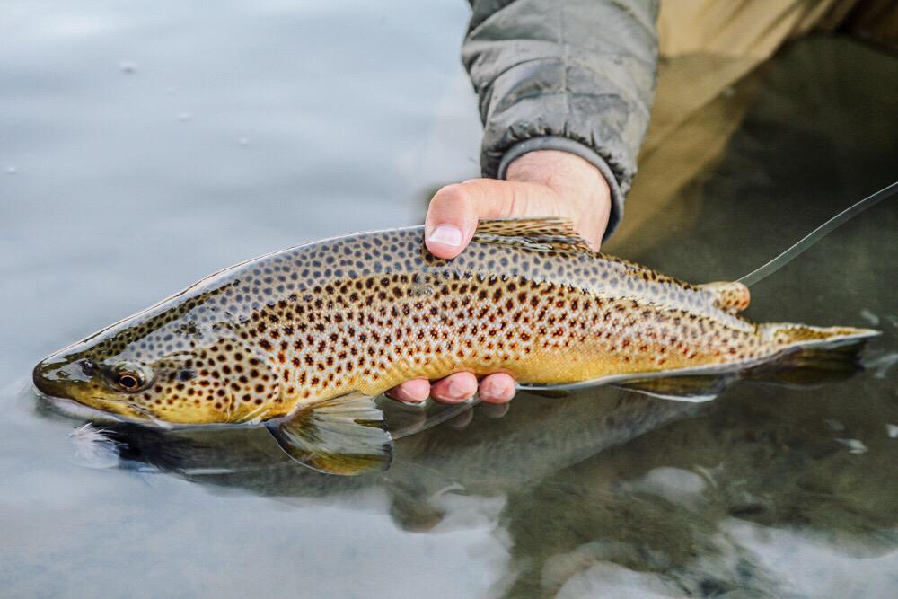 HopperStore's tweet image. Gotta love fall fishing in Montana! #flyfishing