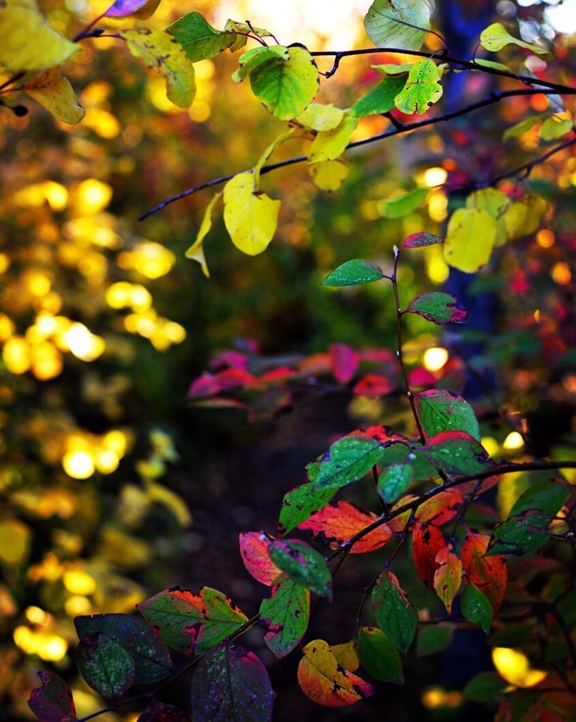 DMitchellCTV's tweet photo. Early morning trail in Rio Terrace bursting with colour. #yeg #fall #colours http://t.co/qo7afFcOXb