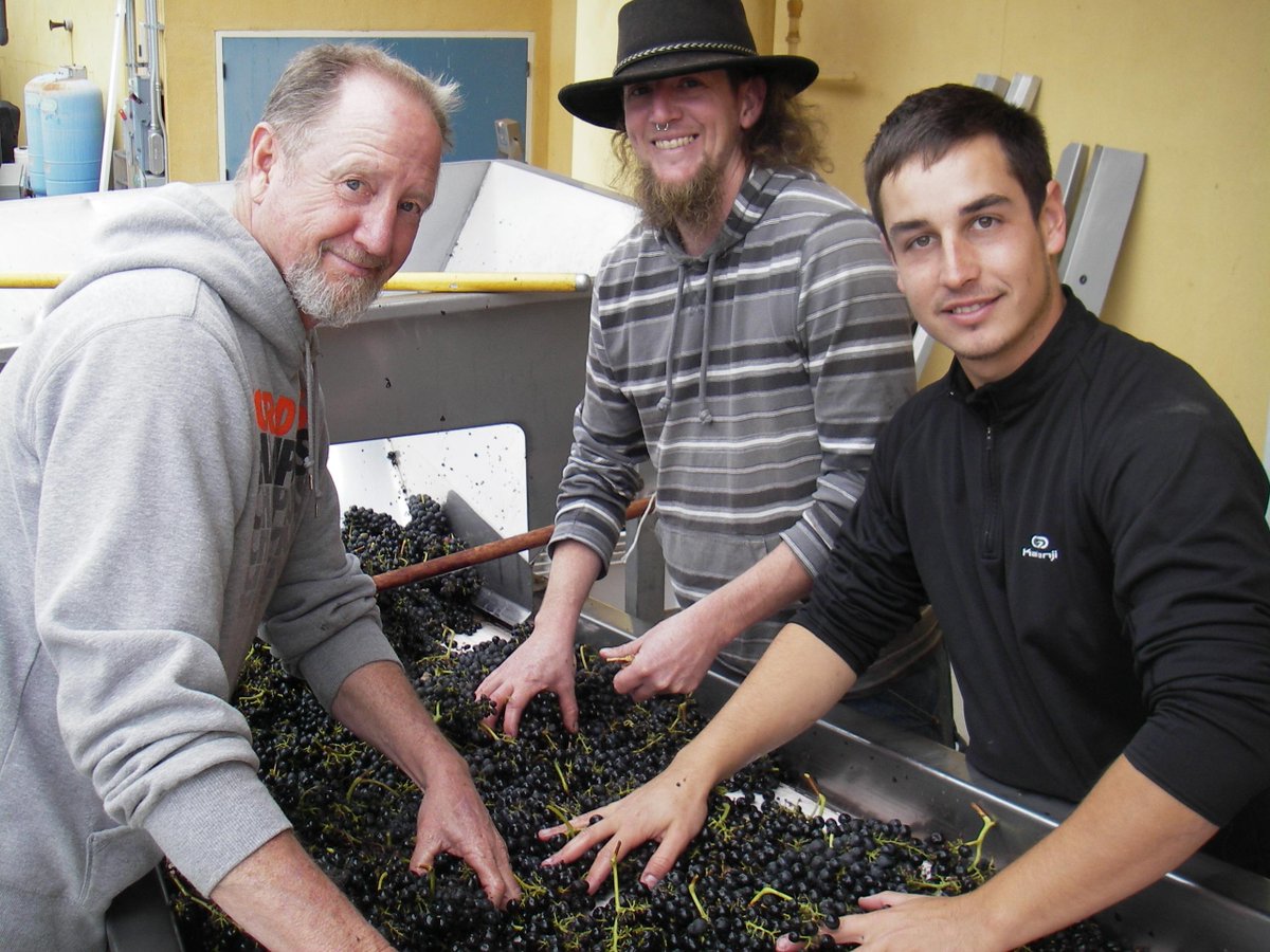 MarimarTorres's tweet photo. Last day of #2015Harvest picking #Syrah #WW! Great teamwork: Carmen picks, Teto dumps, Tony &amp; al sort, Llorenc stirs! http://t.co/bI0XTrqu0o