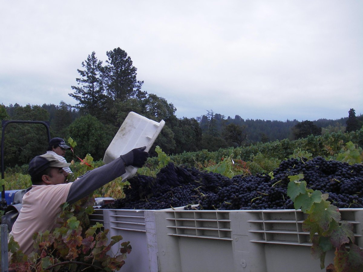 MarimarTorres's tweet photo. Last day of #2015Harvest picking #Syrah #WW! Great teamwork: Carmen picks, Teto dumps, Tony &amp; al sort, Llorenc stirs! http://t.co/bI0XTrqu0o