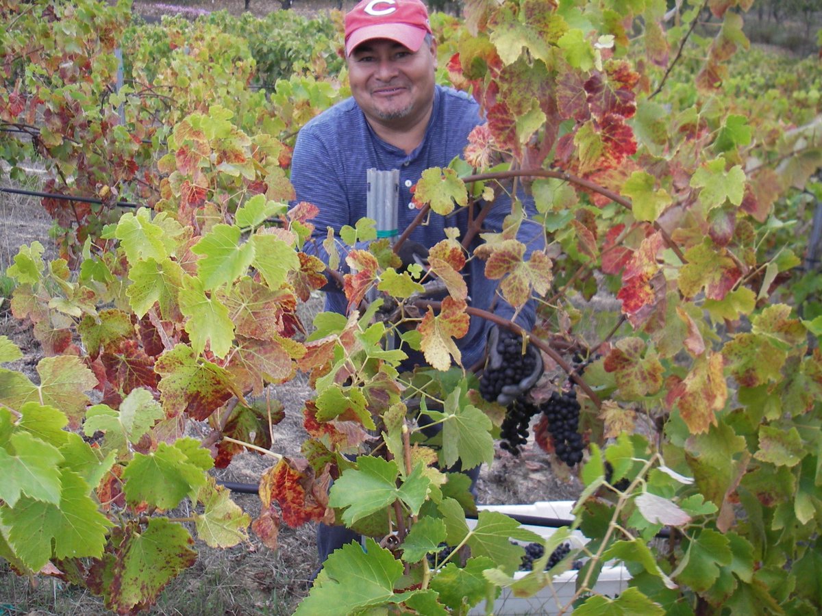 MarimarTorres's tweet photo. Last day of #2015Harvest picking #Syrah #WW! Great teamwork: Carmen picks, Teto dumps, Tony &amp; al sort, Llorenc stirs! http://t.co/bI0XTrqu0o