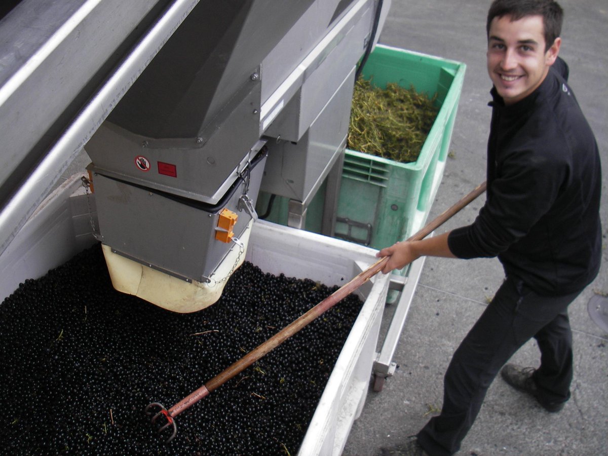 MarimarTorres's tweet photo. Last day of #2015Harvest picking #Syrah #WW! Great teamwork: Carmen picks, Teto dumps, Tony &amp; al sort, Llorenc stirs! http://t.co/bI0XTrqu0o
