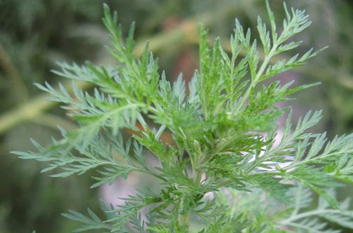 herbhealthhappy tweet picture