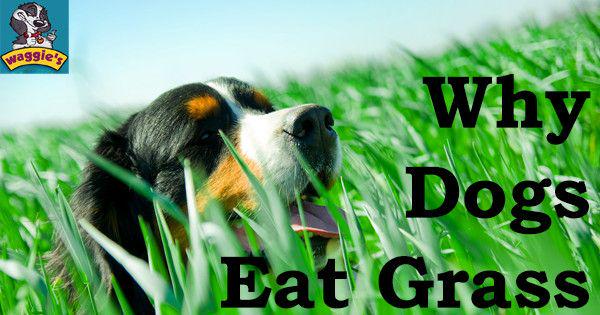 Waggiecomsg's tweet photo. Your Meadow-Munching Canine - http://t.co/m2ODvg8o40 #dogtrainingsingapore http://t.co/yrCjTycvOC
