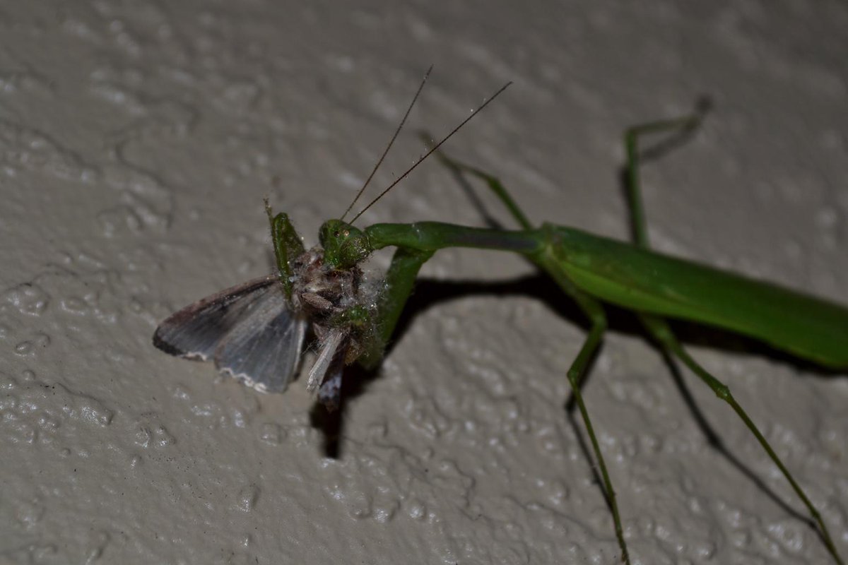 TheSloopers's tweet photo. Praying Mantis outside my door. Nature is violently beautiful #prayingmantis #nature #photography #RIPmoth http://t.co/OUeXB983tQ