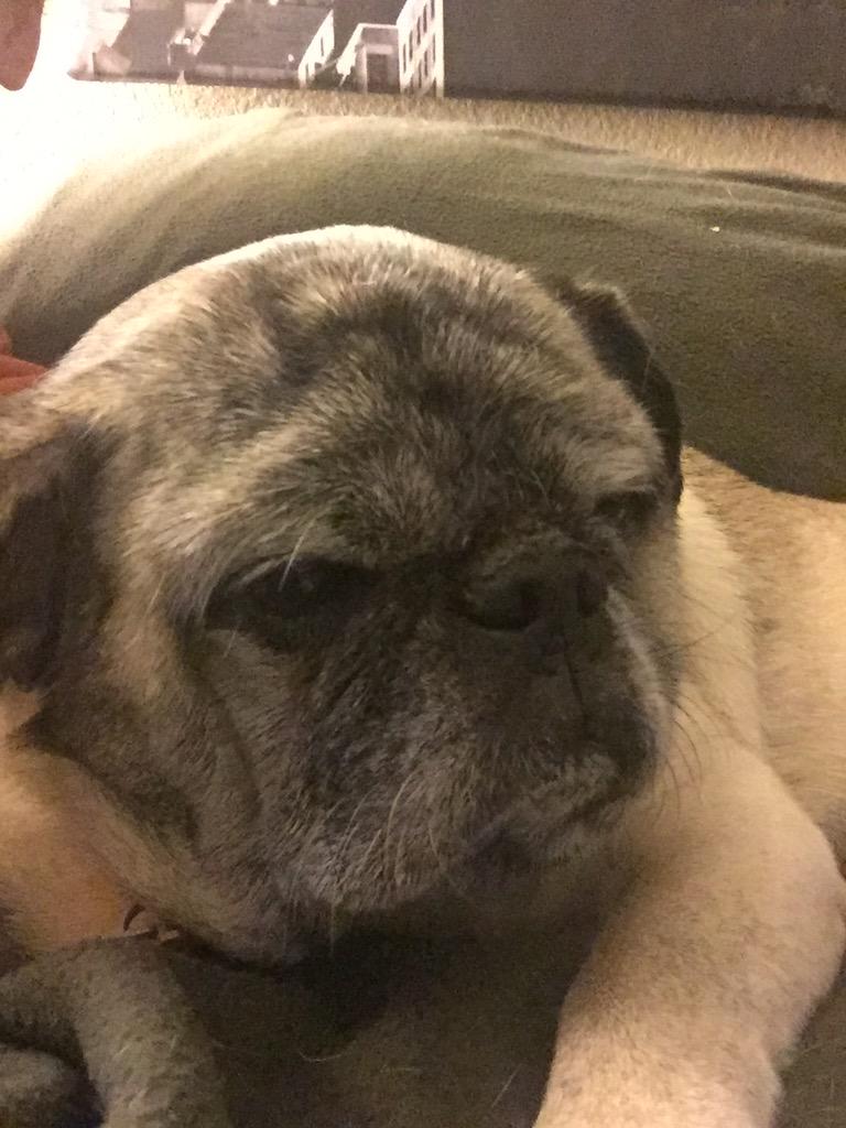 oldmanpug's tweet photo. I don't usually get to lay on the couch, so I am #ChillinLikeAVillin #myfamilyrules #couchpug #happyplace #happypug http://t.co/2KRACPd5yi