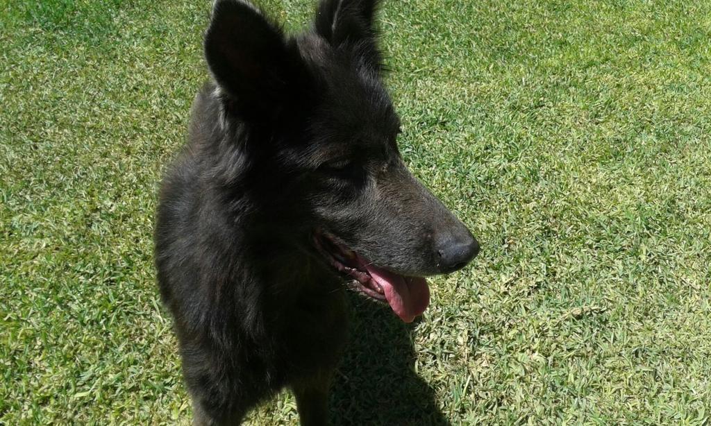 PlataformaNala's tweet photo. #Conga
Pastorabelga
Adopciones@plataformanala.org
@sospastoraleman @sos4patasbcn @APDACops @mascotalandiaAA @Paw_Hole http://t.co/BexwONGIUi