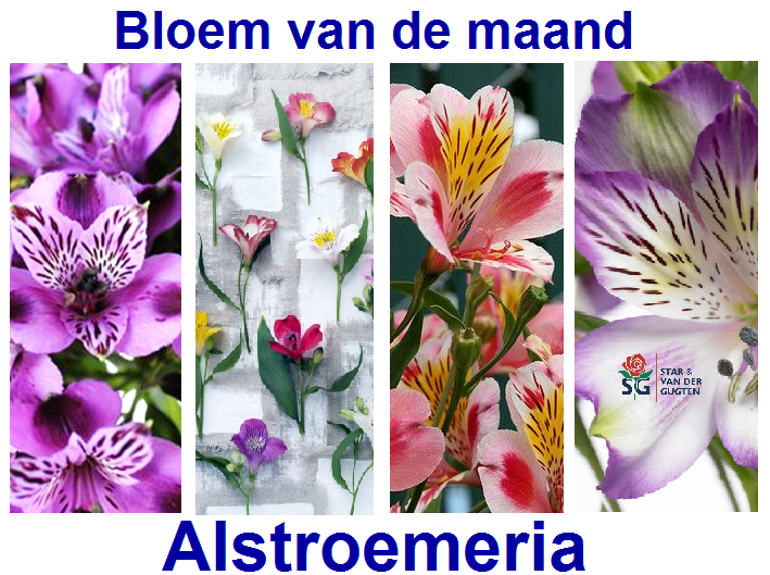 Bloem van de maand; Alstroemeria! Deze bloem staat voor vriendschap, perfecte bloem om je beste vriend kado te geven.