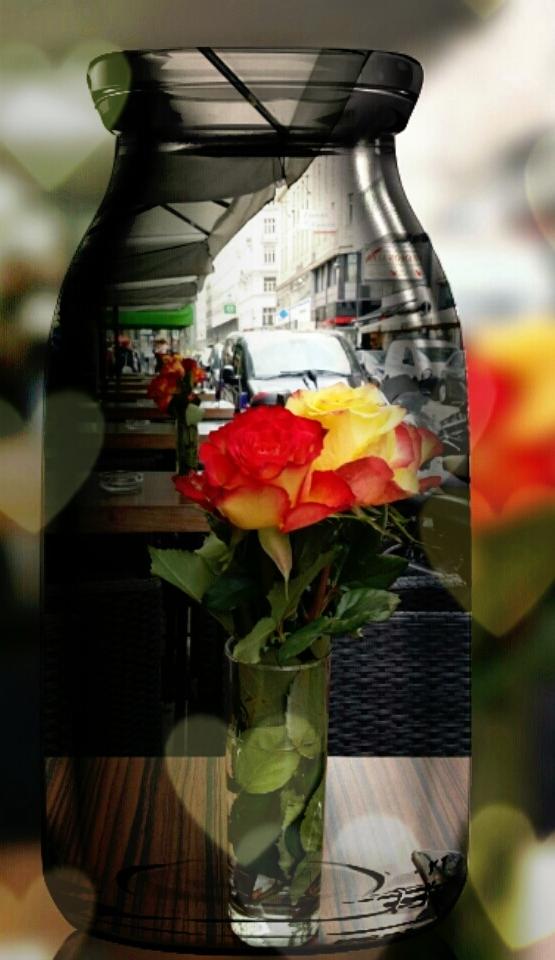 Rose - Wien