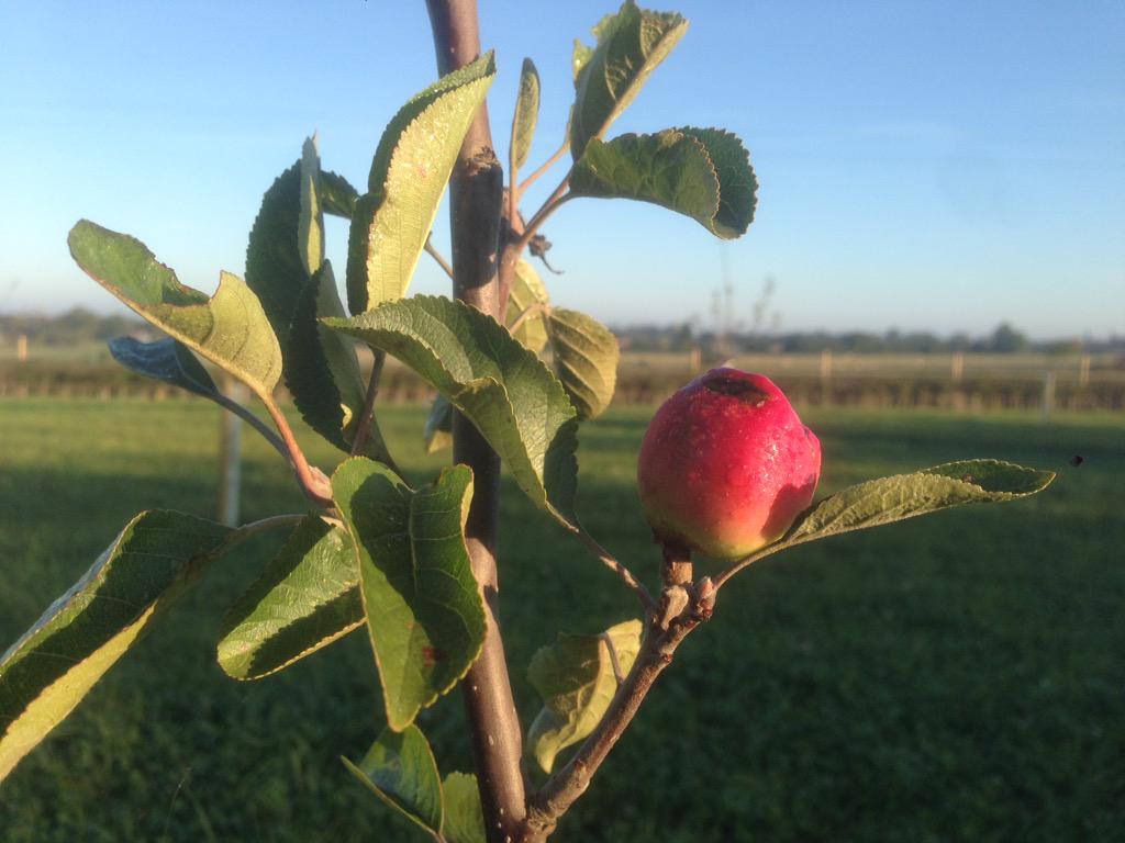 first sign of life in new orchard #blissfullautumnmornings